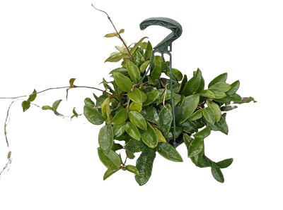 Carnosa Green